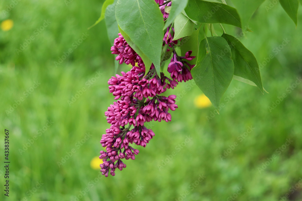 Close-up of a flowering branch of lilac with purple flowers on a blurred green background in the spring garden Close-up of a flowering branch of lilac with purple flowers on a blurred green background in the spring garden