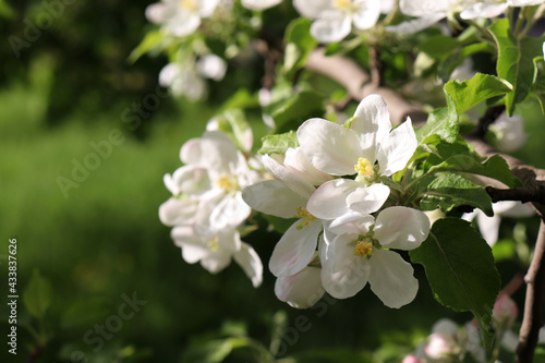 Apple tree blossoms on the blurred green background. Blooming tree in the spring garden. Close-up of white flowers on the branch