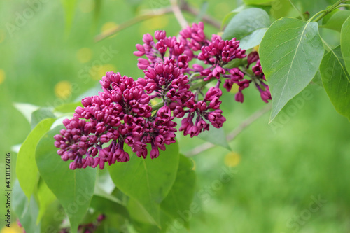 Close-up of a flowering branch of lilac with purple flowers on a blurred green background in the spring garden