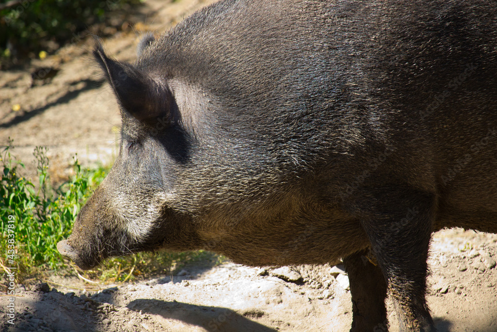 wild boar, also known as the wild swine wild boar, also known as the wild swine
