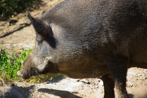 wild boar  also known as the wild swine