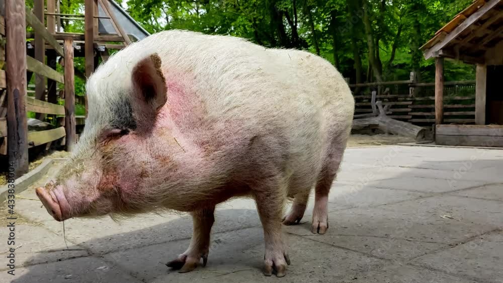 Ferkel Schwein grunzt - Tierschutz Ferkel Schwein grunzt - Tierschutz