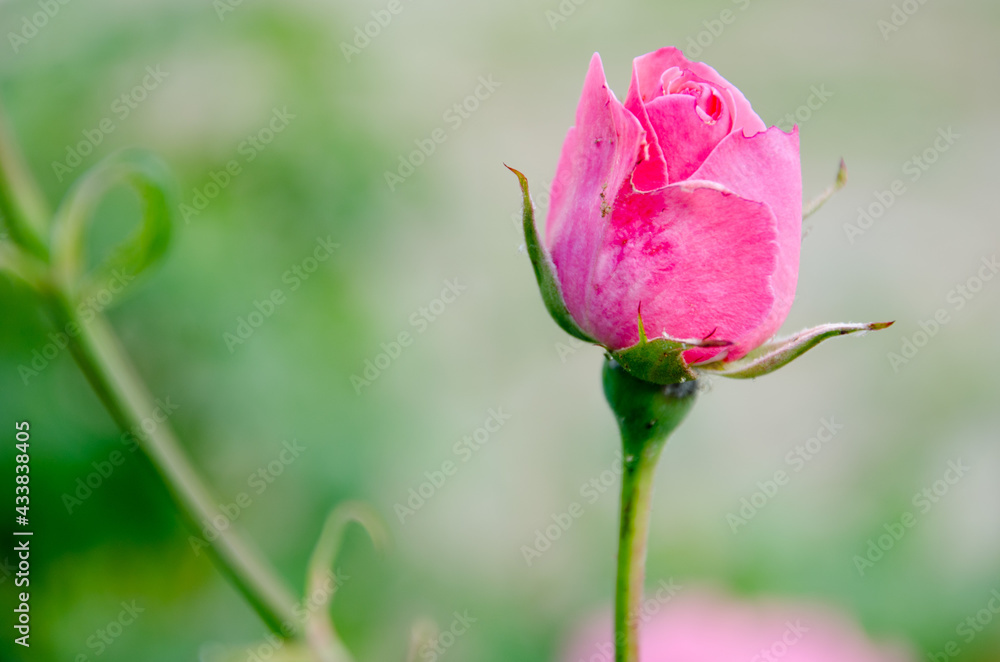 rosa de color rosa perfecta