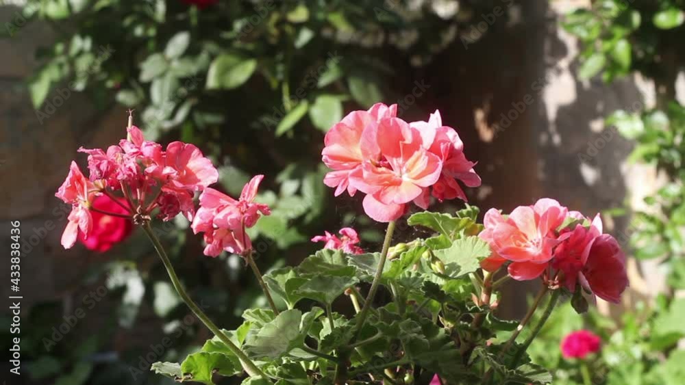 pink flowers in the garden pink flowers in the garden