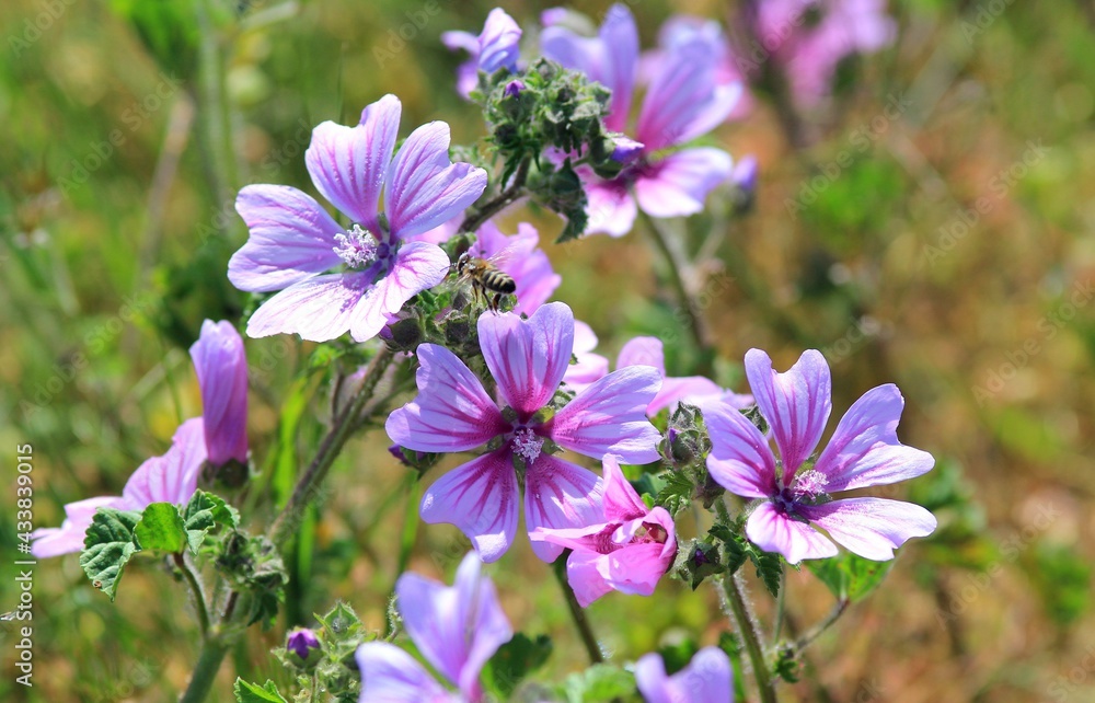 Purple flowers of Malva sylvestris in a clearing in the forest