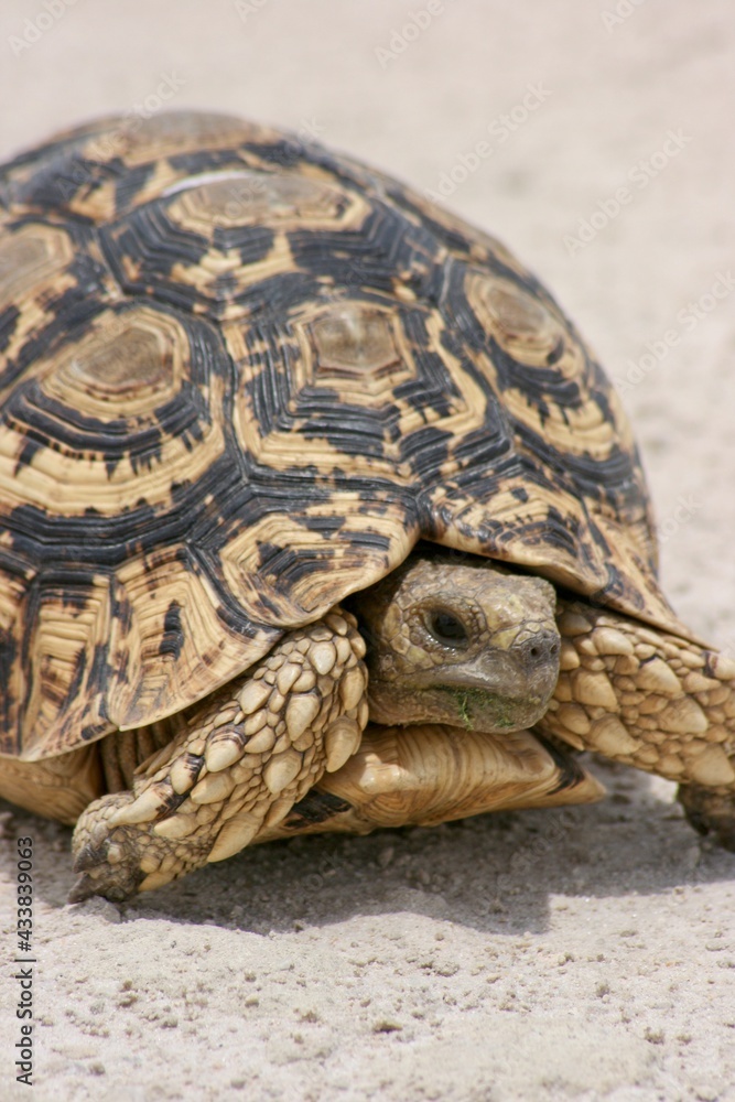 Head on portrait of wild Leopard Tortoise (Stigmochelys pardalis) Etosha National Park, Namibia. Head on portrait of wild Leopard Tortoise (Stigmochelys pardalis) Etosha National Park, Namibia.