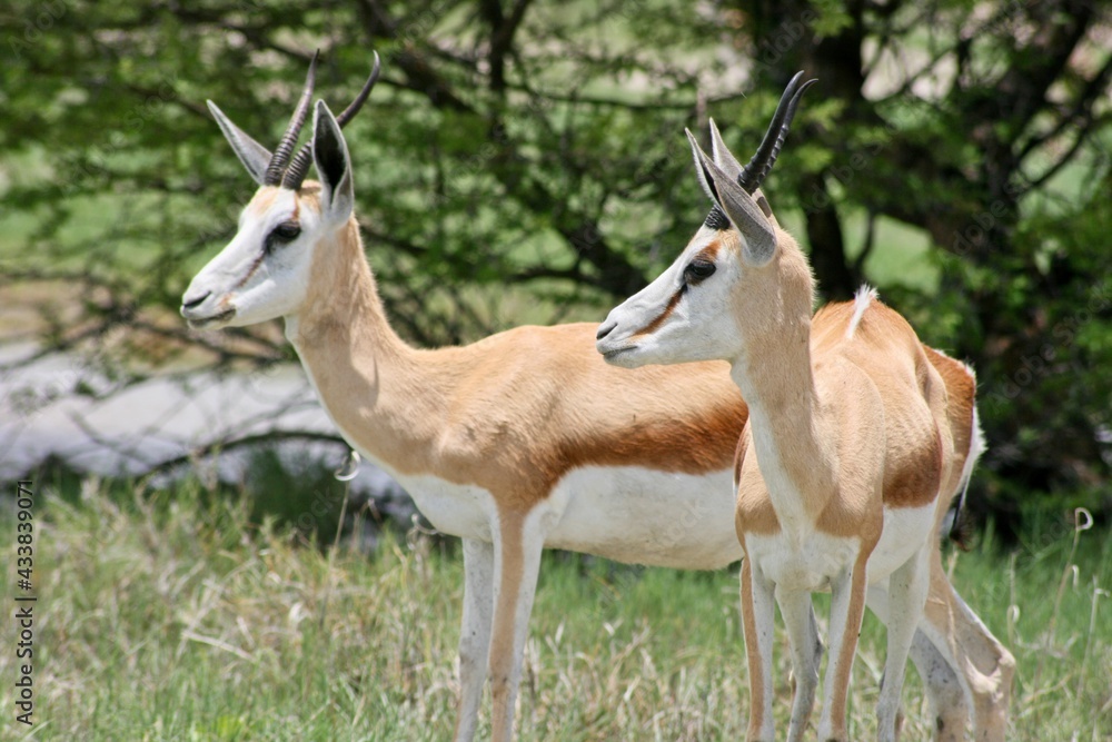 Two Springbok (Antidorcas marsupialis) standing side by side Etosha National Park, Namibia. Two Springbok (Antidorcas marsupialis) standing side by side Etosha National Park, Namibia.