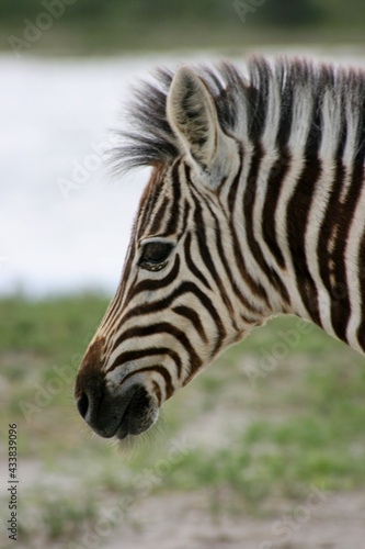 Closeup portrait of wild Burchell s Zebra  Equus quagga burchellii  looking side on Etosha National Park  Namibia.