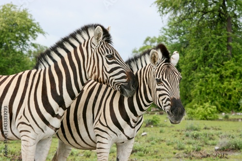 Side on portrait of two wild Burchell s Zebra  Equus quagga burchellii  cuddling Etosha National Park  Namibia.