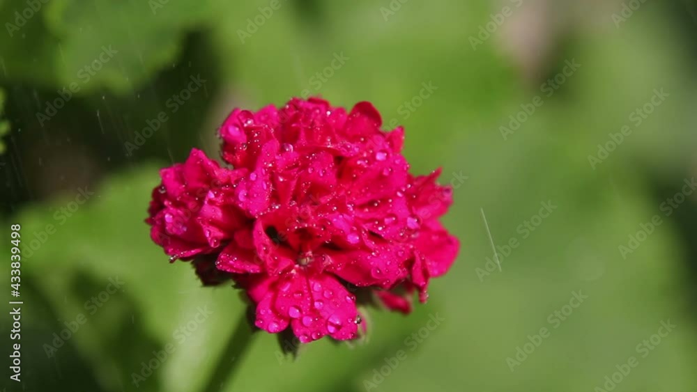 pink flowers in the garden pink flowers in the garden
