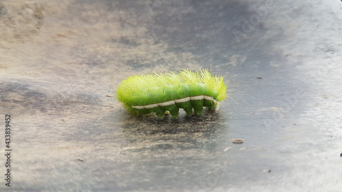 green caterpillar