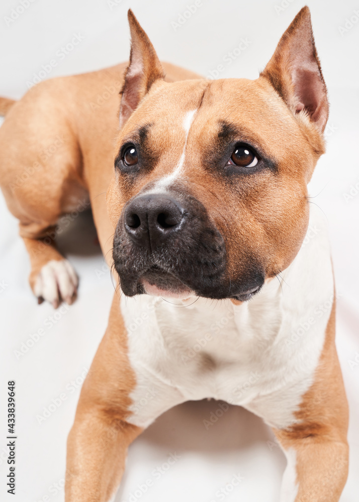 American Staffordshire Terrier portrait isolated on white background. Dog muzzle close-up in studio