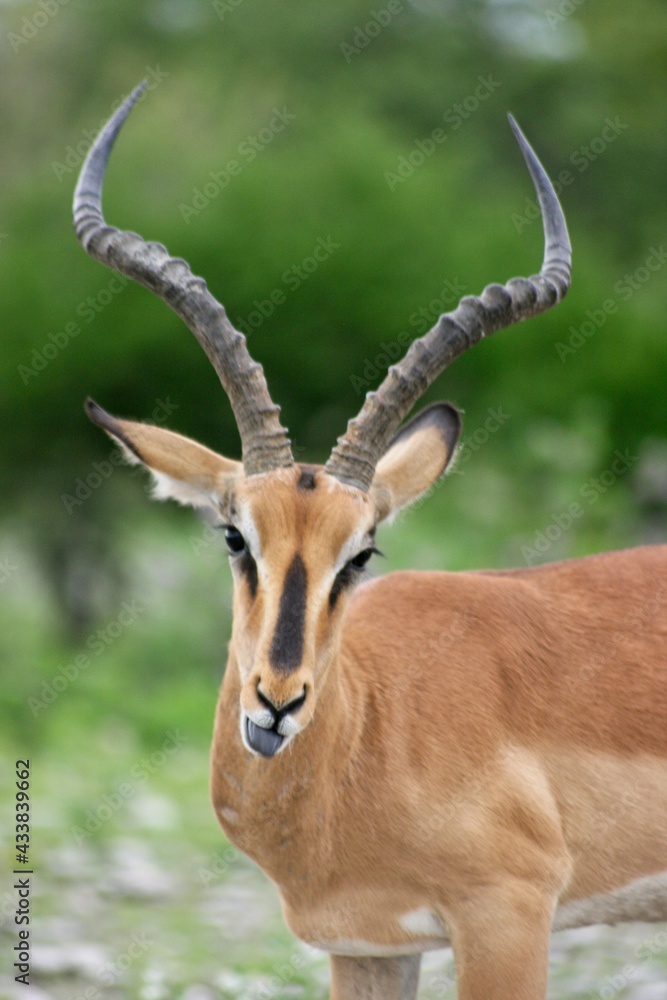 Naklejka premium Closeup of Springbok (Antidorcas marsupialis) sticking out tongue Etosha National Park, Namibia.