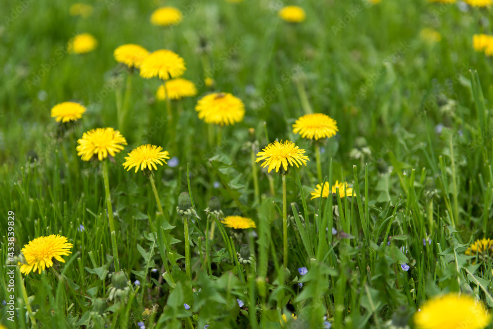 Green field with yellow dandelions