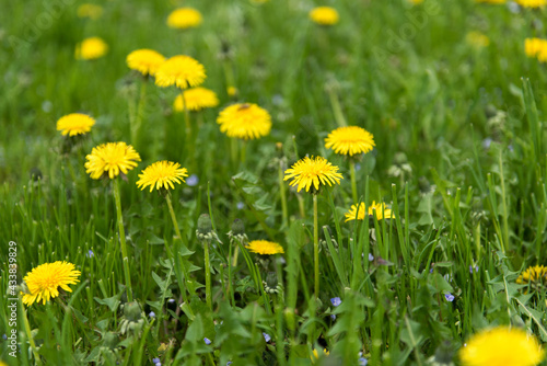 Green field with yellow dandelions © Olha