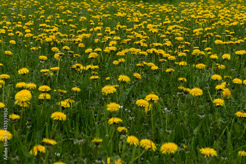 Green field with yellow dandelions