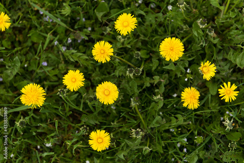 Green field with yellow dandelions