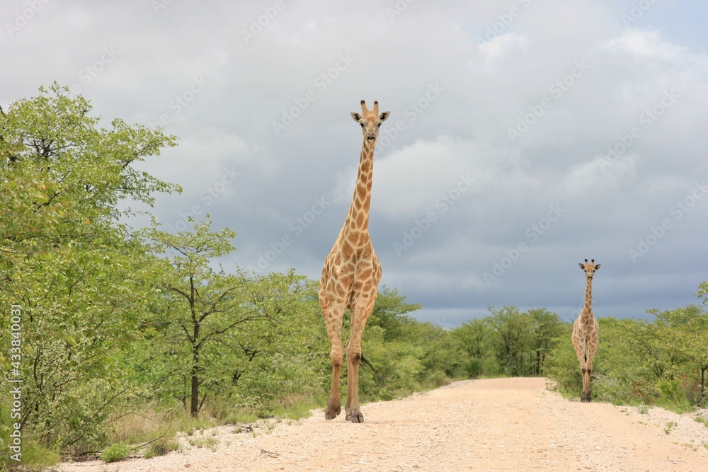 Obraz premium Landscape portrait of two wild Angolan Giraffe (Giraffa camelopardalis angolensis) walking in distance towards camera Etosha National Park, Namibia.