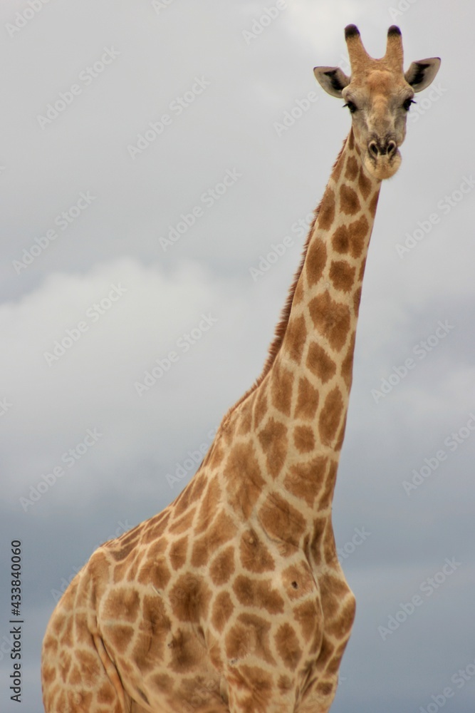 Landscape portrait of wild Angolan Giraffe (Giraffa camelopardalis angolensis) up close Etosha National Park, Namibia. Landscape portrait of wild Angolan Giraffe (Giraffa camelopardalis angolensis) up close Etosha National Park, Namibia.