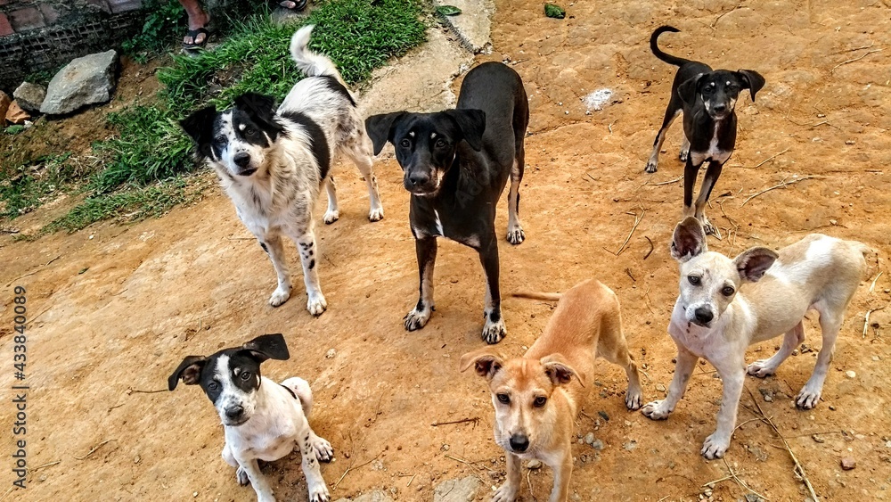 group of dogs