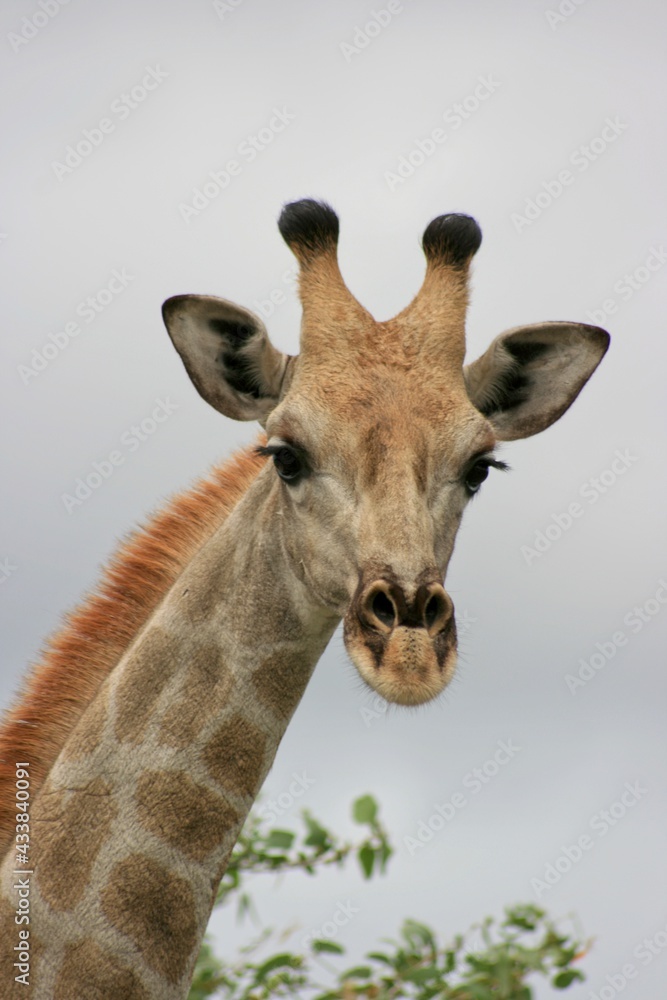 Fototapeta premium Landscape portrait of wild Angolan Giraffe (Giraffa camelopardalis angolensis) head and neck up close Etosha National Park, Namibia.