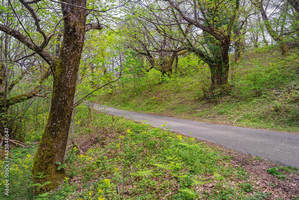 Grove of old chestnut trees ( sweet chestnut, Castanea sativa ) on spring day. Montenegro Grove of old chestnut trees ( sweet chestnut, Castanea sativa ) on spring day. Montenegro