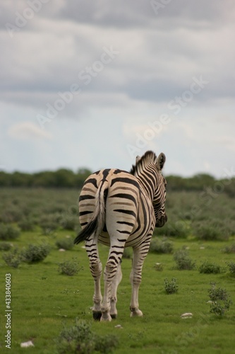Fototapeta Naklejka Na Ścianę i Meble -  Portrait of wild Burchell's Zebra (Equus quagga burchellii) from behind walking into distance Etosha National Park, Namibia.