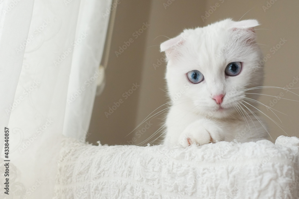 White Scottish fold kitten with blue eyes White Scottish fold kitten with blue eyes