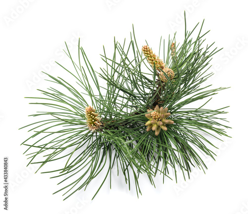 Black pine branch