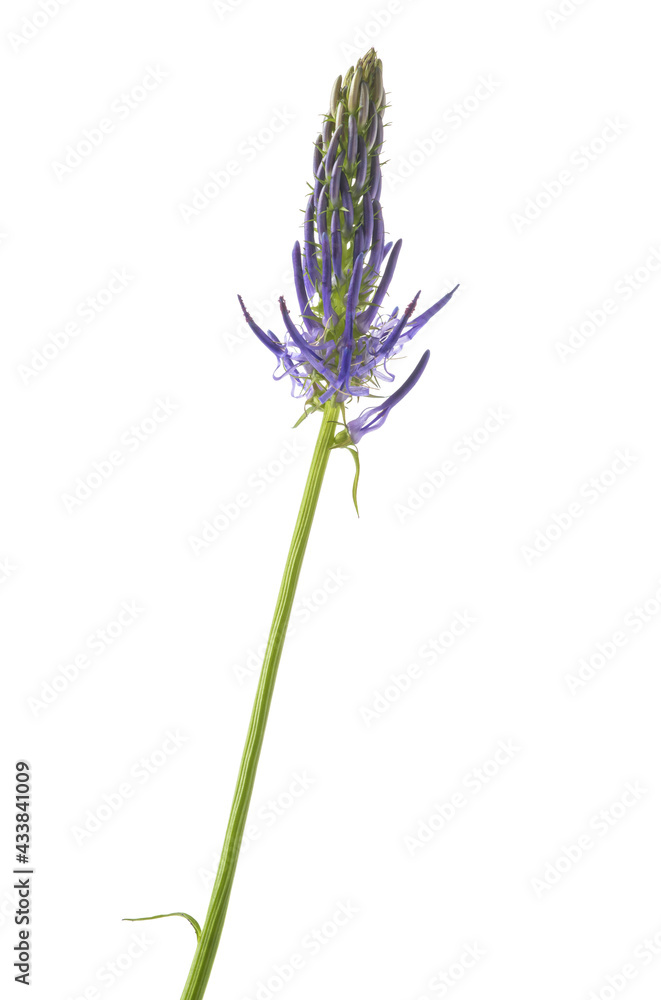 Naklejka premium Rampion flower isolated