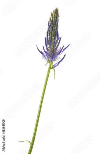 Fototapeta Naklejka Na Ścianę i Meble -  Rampion flower isolated