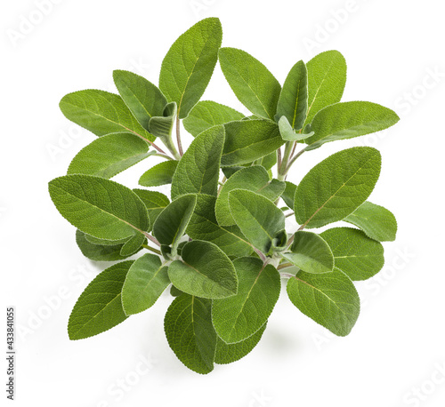 Fresh  sage plants