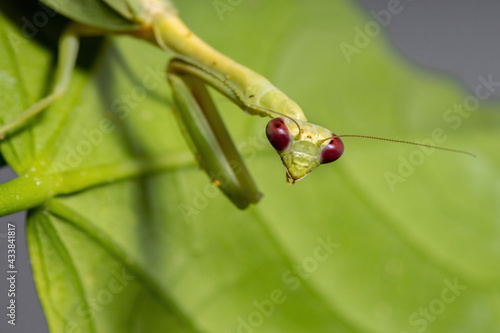 Female Adult Unicorn Mantis photo