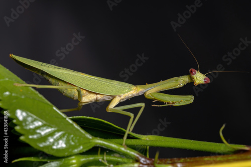 Female Adult Unicorn Mantis photo