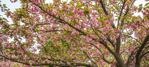 Wallpaper Mural h Torontodigital.ca