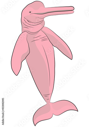 Pink river dolphin photo