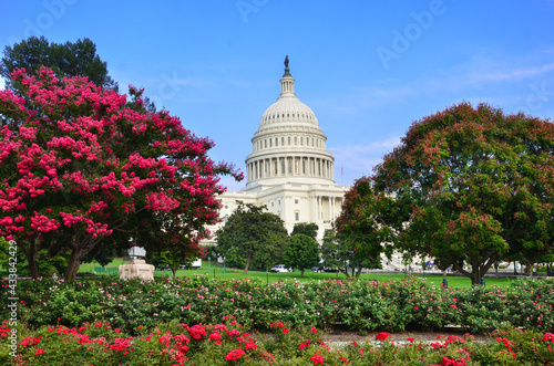 Capitol Building with pink flowers foreground in springtime - Washington DC United States