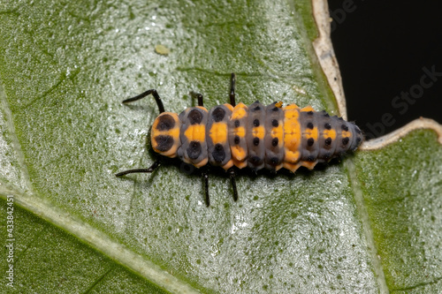 Spotless Lady Beetle Larvae photo