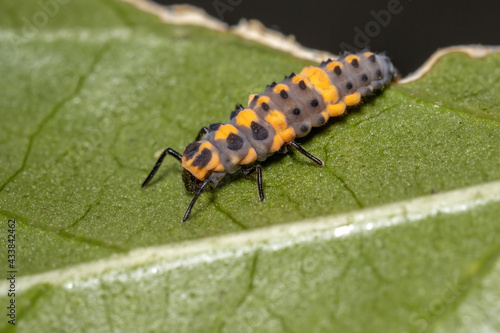 Spotless Lady Beetle Larvae photo