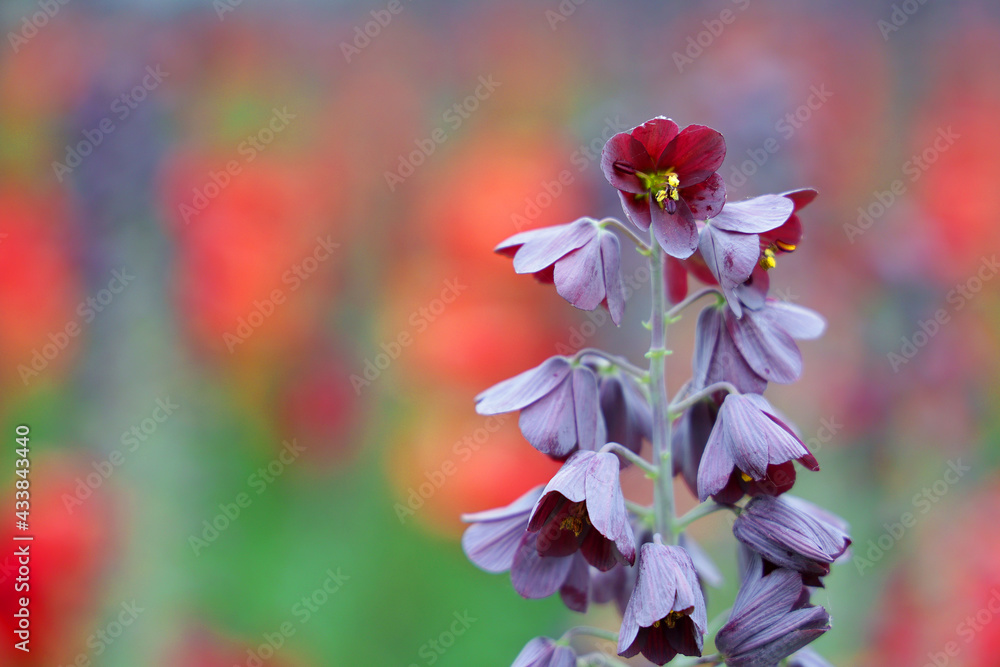 Piękny fioletowy kwiatek na zielono czerwonym tle.  - obrazy, fototapety, plakaty 