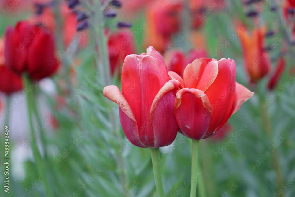 Naklejka premium Przekwitłe czerwone tulipany na tle zieleni.