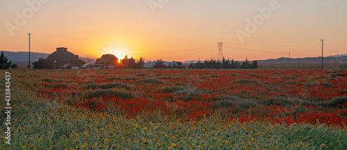California Golden Orange Poppies at sunset dusk twilight in the high desert of southern California near Lancaster CA USA