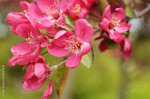 Springtime Cherry Blossoms © Matthew Benoit
