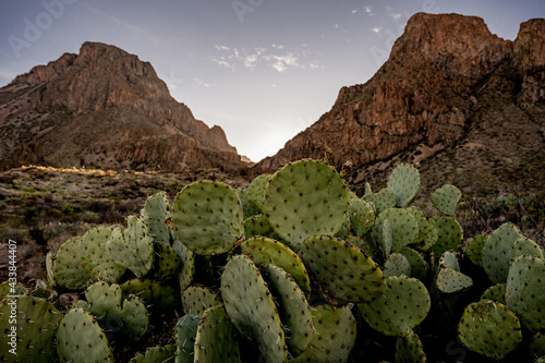 Chisos Moutains and Pricklypear © kellyvandellen