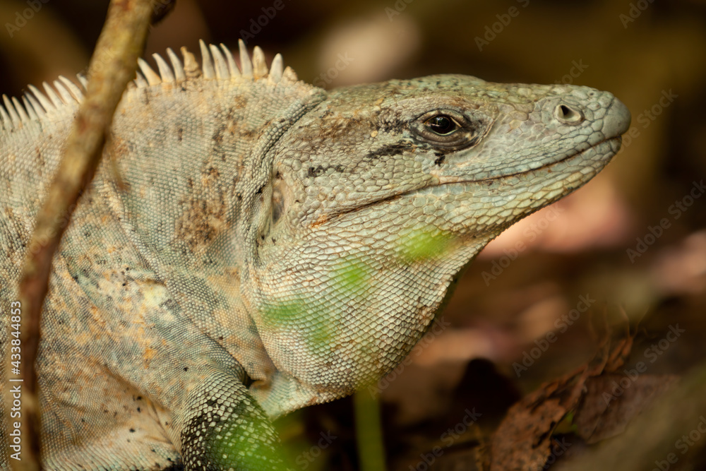 Obraz premium Lizard in Half Moon Caye, Belize, Caribbean