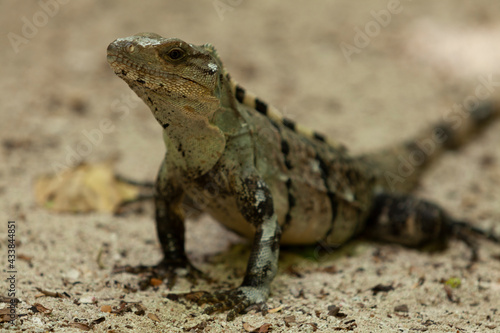 Lizard in Half Moon Caye, Belize, Caribbean