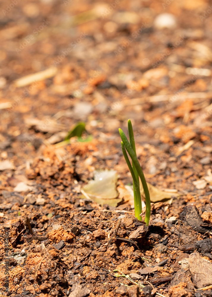Fototapeta premium Onion Plant Sprouts in Garden