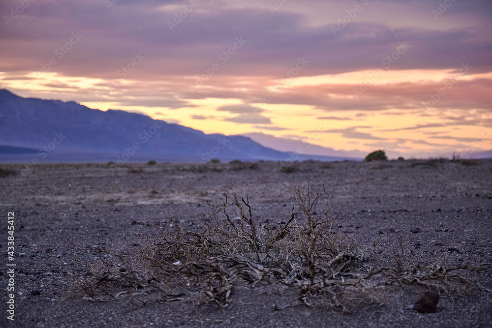 A tree at sunset in Artists palette area in Death Valley National Park in California, USA during our family's road trip from Las Vegas to San Francisco in March 2021 during COVID-19 pandemic 