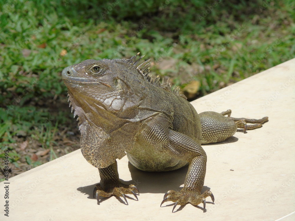 Obraz premium iguana on a rock