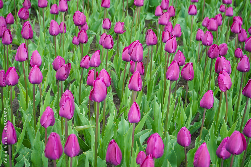 Obraz premium Purple blooming tulips in flower bed. Floral background